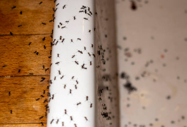 Best Pest Control Cost  in Meade, KS